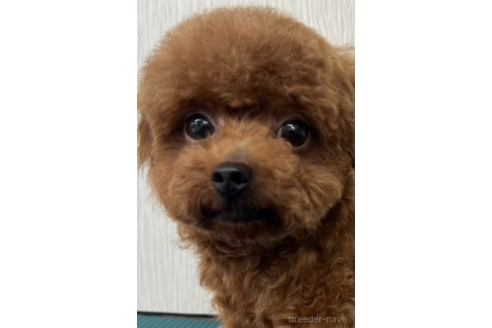 てんくん1枚目